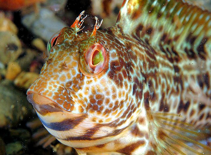 Hypleurochilus bananensis_0987